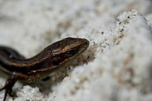 little agile lizard basking in the spring sun on the clear warm sand of the beach photo