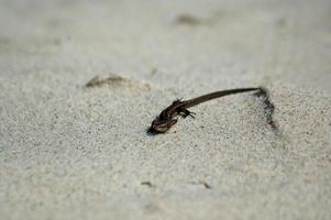 little agile lizard basking in the spring sun on the clear warm sand of the beach photo