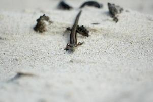 little agile lizard basking in the spring sun on the clear warm sand of the beach photo