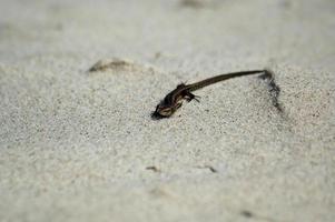 little agile lizard basking in the spring sun on the clear warm sand of the beach photo