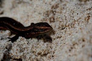 little agile lizard basking in the spring sun on the clear warm sand of the beach photo