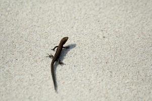 little agile lizard basking in the spring sun on the clear warm sand of the beach photo