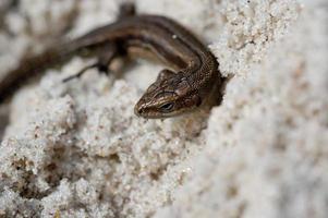 little agile lizard basking in the spring sun on the clear warm sand of the beach photo