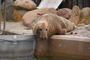 jugando salvado sello en un zoo en Polonia foto