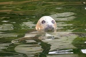 playing  saved seal in a zoo in poland photo