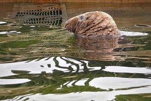 playing  saved seal in a zoo in poland photo