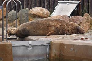 jugando salvado sello en un zoo en Polonia foto