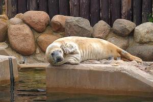 playing  saved seal in a zoo in poland photo