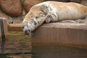 playing  saved seal in a zoo in poland photo