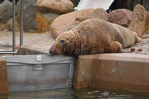 playing  saved seal in a zoo in poland photo