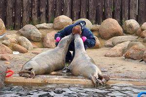 jugando salvado sello en un zoo en Polonia foto