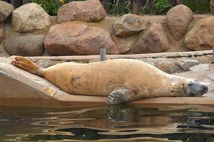 playing  saved seal in a zoo in poland photo