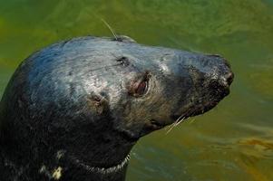 jugando salvado sello en un zoo en Polonia foto