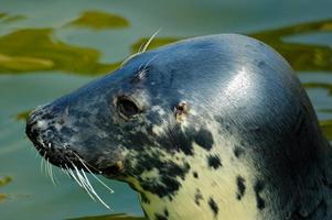 playing  saved seal in a zoo in poland photo