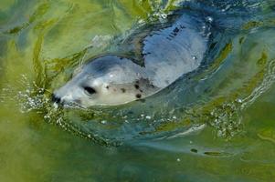 playing  saved seal in a zoo in poland photo