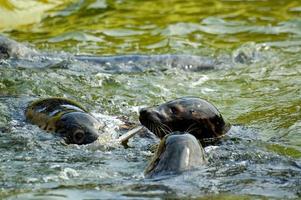 playing  saved seal in a zoo in poland photo