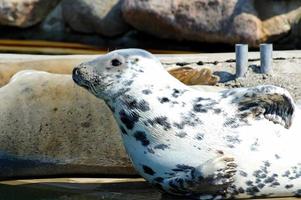 playing  saved seal in a zoo in poland photo