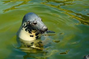 playing  saved seal in a zoo in poland photo