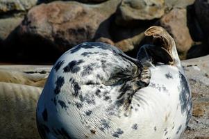 playing  saved seal in a zoo in poland photo