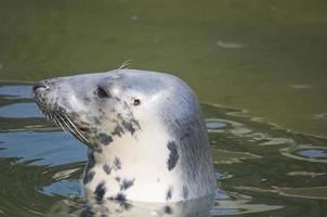 playing  saved seal in a zoo in poland photo