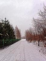 winter landscape with trees during snowfall photo