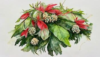 Watercolor christmas flower arrangement. Red flower plant. Hand drawn winter bouquets isolated on white. photo