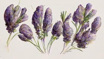 Exceptional Lavender flowers bouqets collection, Watercolor botanical illustration isolated on white background. photo