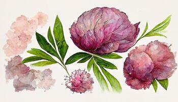 Watercolor clipart delicate flowers garden roses and leaves. Design invitations. photo