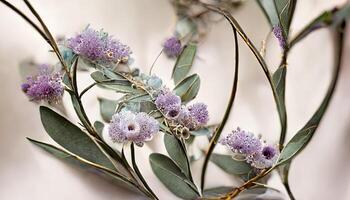 Surprising Lavender flowers and eucalyptus branches isolated on white, Floral wreath. photo