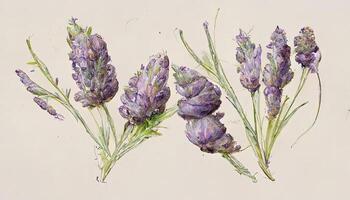 Lavender bouquet realistic illustration. photo