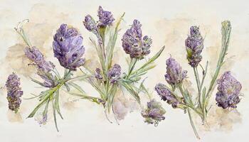 Lavender flowers bouqets collection, Watercolor botanical illustration isolated on white background. photo