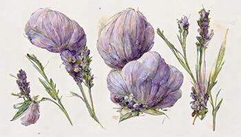 Lavender flowers bouqets collection, Watercolor botanical illustration isolated on white background. photo