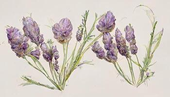 Exceptional Lavender flowers bouqets collection, Watercolor botanical illustration isolated on white background. photo