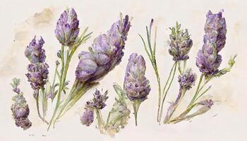 ramos de flores con lavanda flores acuarela ilustración. generativo ai foto