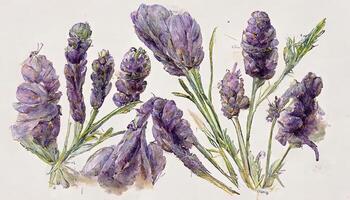 Watercolor. field flowers. flower illustrations. bohemian bouquets of flowers. photo