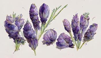 Lavender bouquet realistic illustration. photo