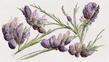 Bouquets with lavender flowers watercolor illustration. photo