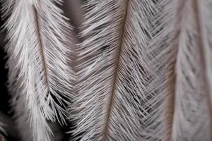 ostrich feather background photo