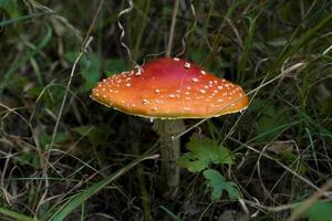 red autumn toadstool growing in a green European forest photo