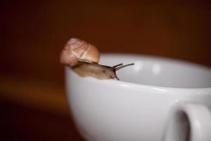 a small snail wandering on a whitee cup photo