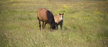 mare and foal in the meadow photo