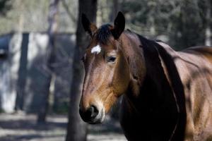 horse in the stud photo