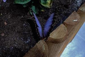 delicate colorful cultured butterfly in the butterfly house in close-up photo