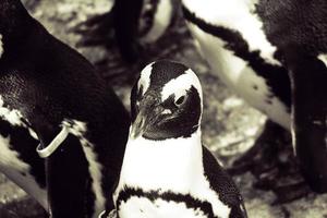 blanco negro cabeza de un pequeño pingüino en de cerca en el Varsovia zoo foto