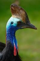 a portrait of a cassowary bird on a smooth green background in a natural environment photo