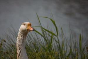 retrato de un ganso en el agua borde foto