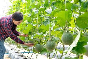 el belleza mujer mirando y participación verde melón en invernadero orgánico melón granja. foto