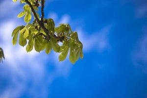 cielo y árbol foto