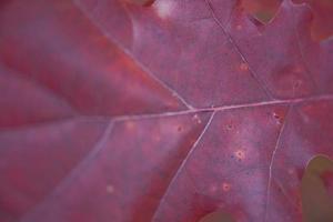 autumn leaf background photo