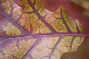 fondo de hoja de otoño foto